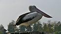 P1000085_Australische pelikaan